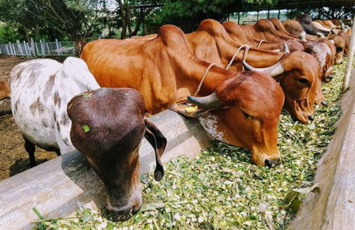 Donate for Cow Feeding
